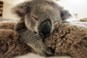 Необмежена любов мила коала до своєї матері Необмежена любов мила коала до своєї матері